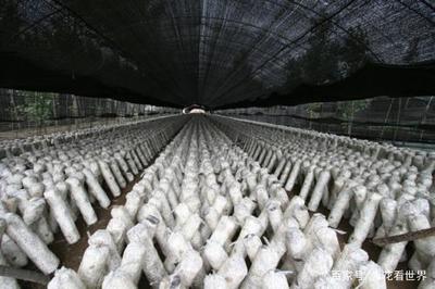 無公害綠色食用菌生產技術 守護舌尖上的安全與健康
