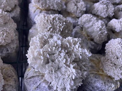 張迎春 以示范區創建為抓手，推動食用農產品高質量發展